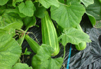 なにわの伝統野菜・玉造黒門越瓜