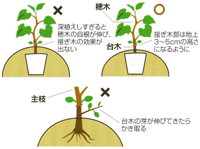 水なす：接木苗の植え付け方・水なすの定植