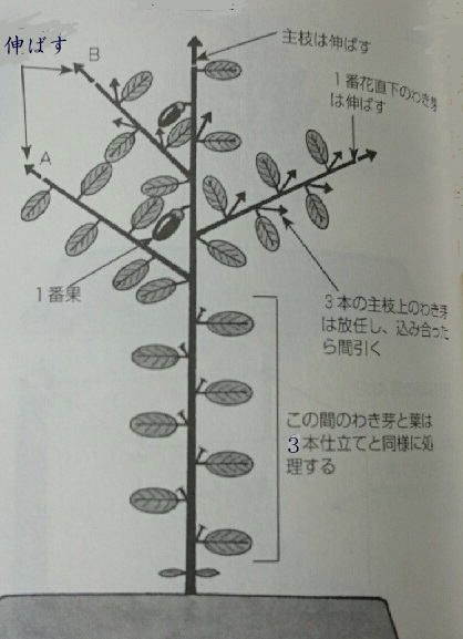 水なす仕立て方