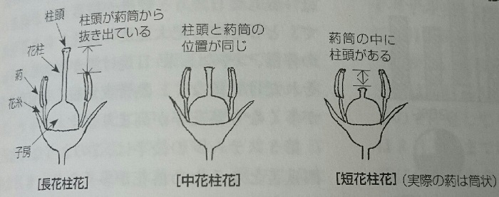 水なすの花・肥料