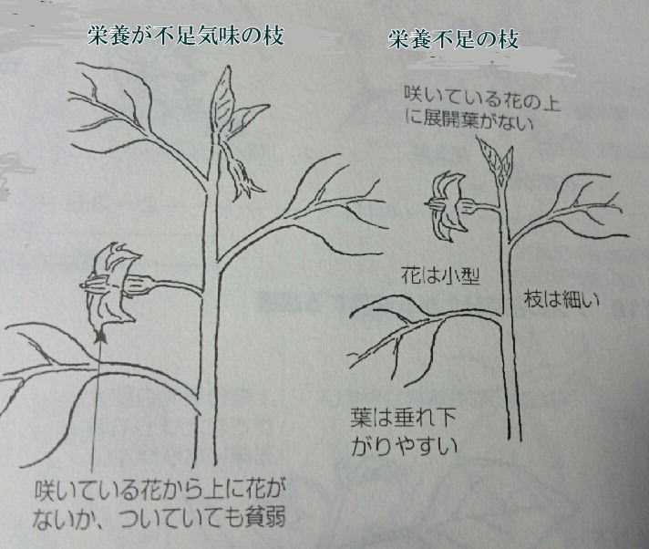 水なす・栄養