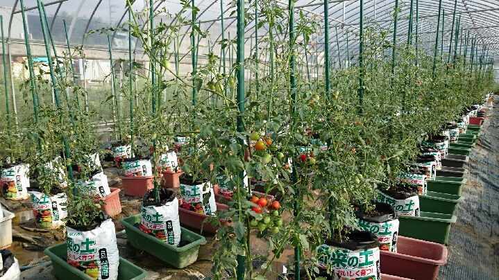 トマトの袋（バッグ）栽培