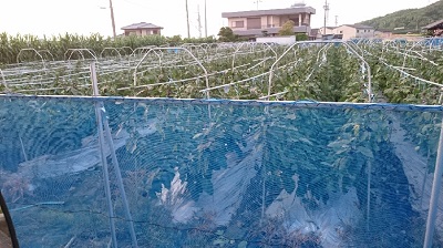 水なすの露地栽培