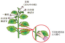 水なす：脇芽欠き