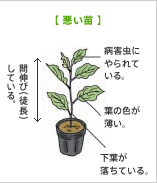 水なす：悪い苗