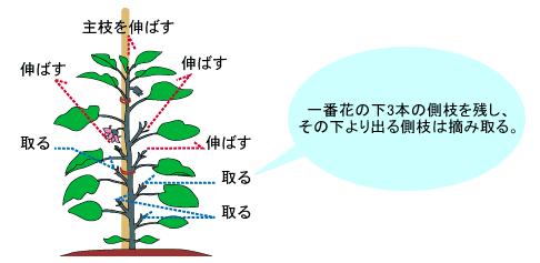 水なす：脇芽欠き