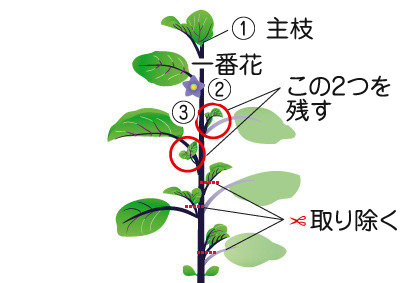 水なすの栽培方法 水なすの育て方 泉州水なすの なす伝